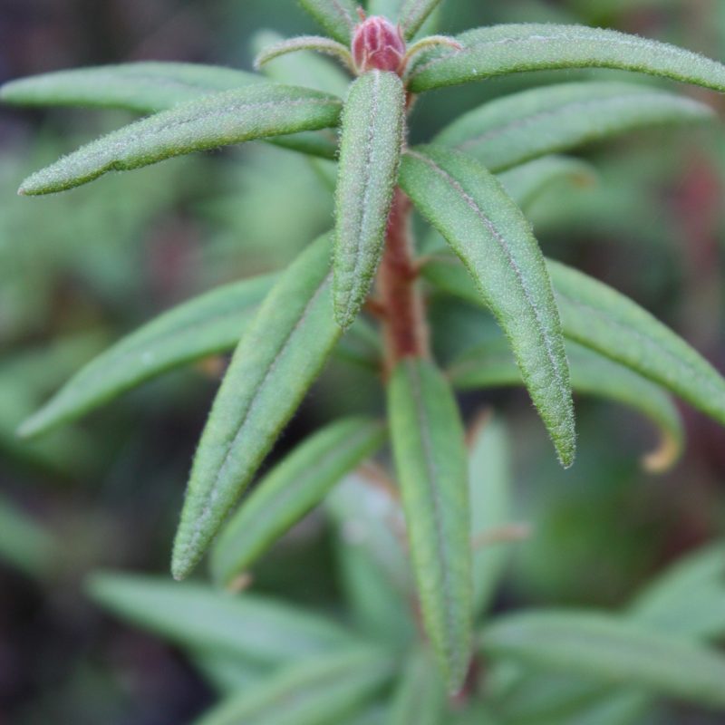 Labrador Tea in a Box 8g Burns Bog